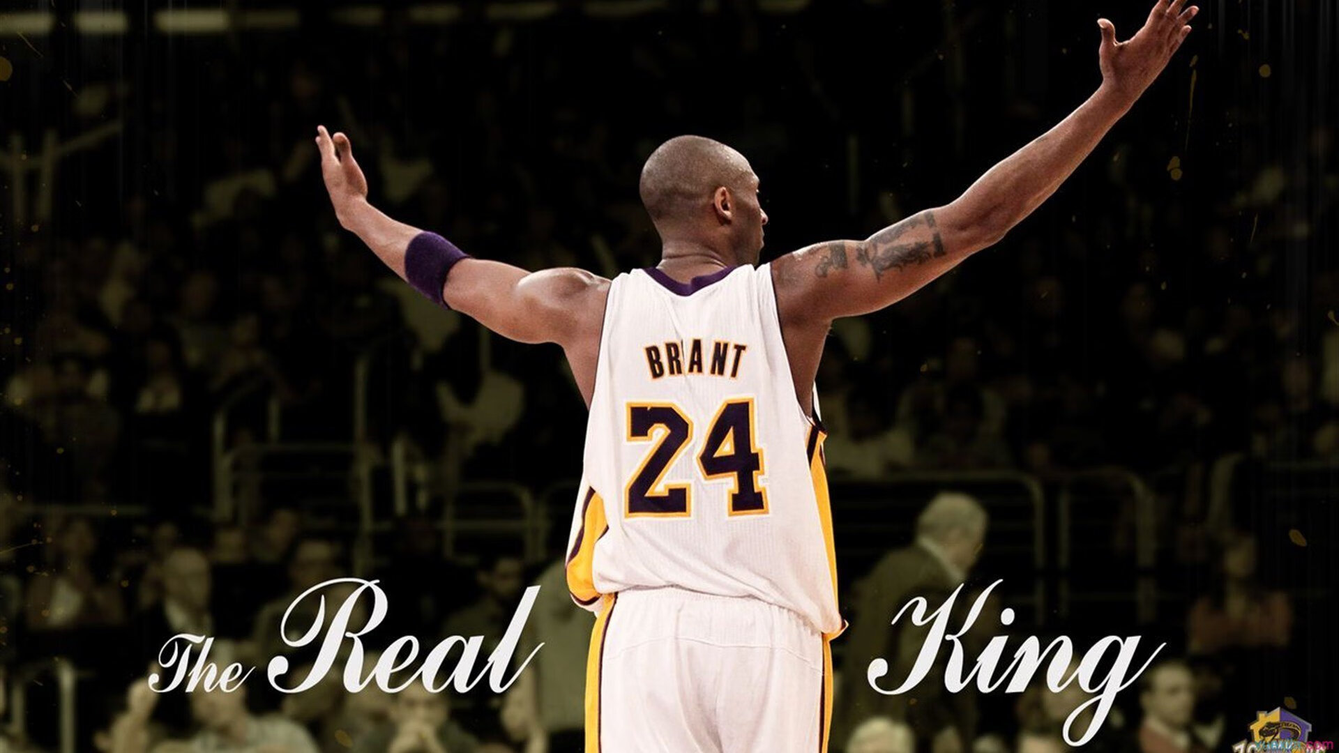 逆境求生：危机时刻球队如何调整战略？，逆境求生的狮群